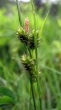 Carex pallescens