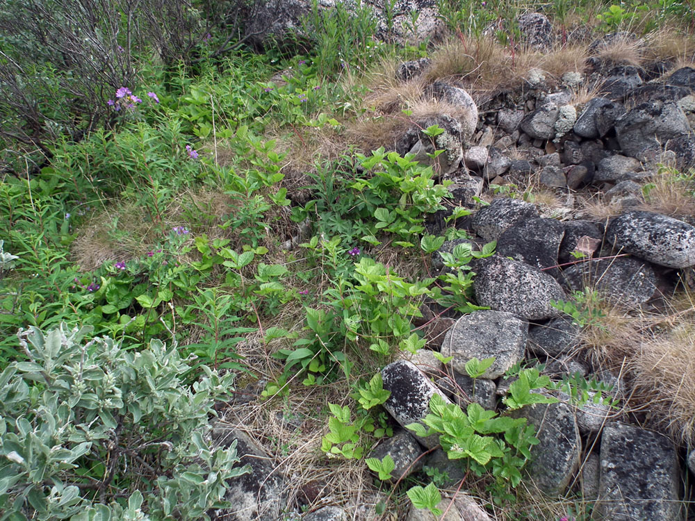 Image of Rubus saxatilis specimen.