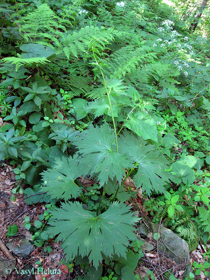 Изображение особи Aconitum moldavicum.