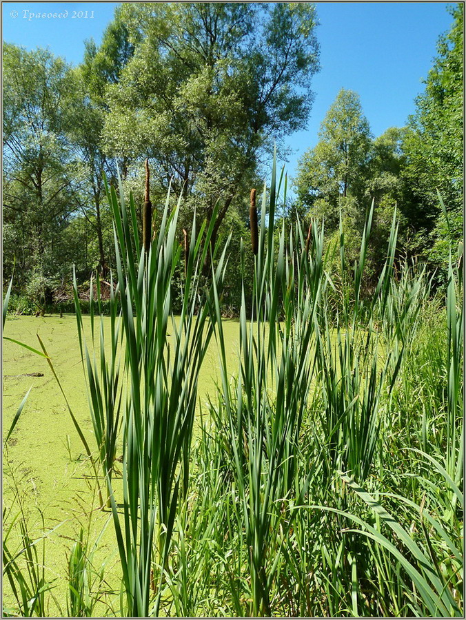 Изображение особи Typha &times; glauca.