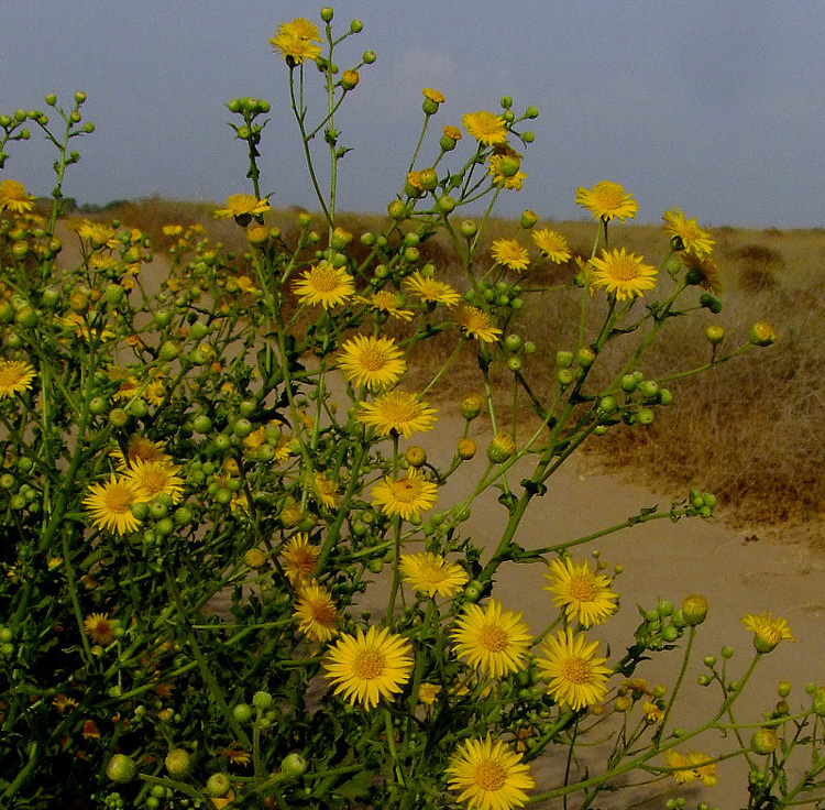 Изображение особи Heterotheca subaxillaris.