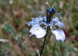 Nigella arvensis. Цветок. Крым, Черноморский р-н, солёное озеро Донузлав. 3 июля 2011 г.