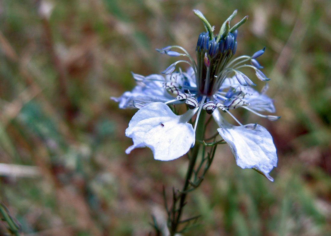 Изображение особи Nigella arvensis.