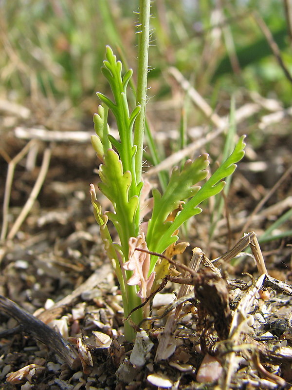 Image of Papaver laevigatum specimen.