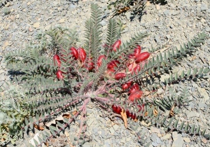 Image of Astragalus utriger specimen.