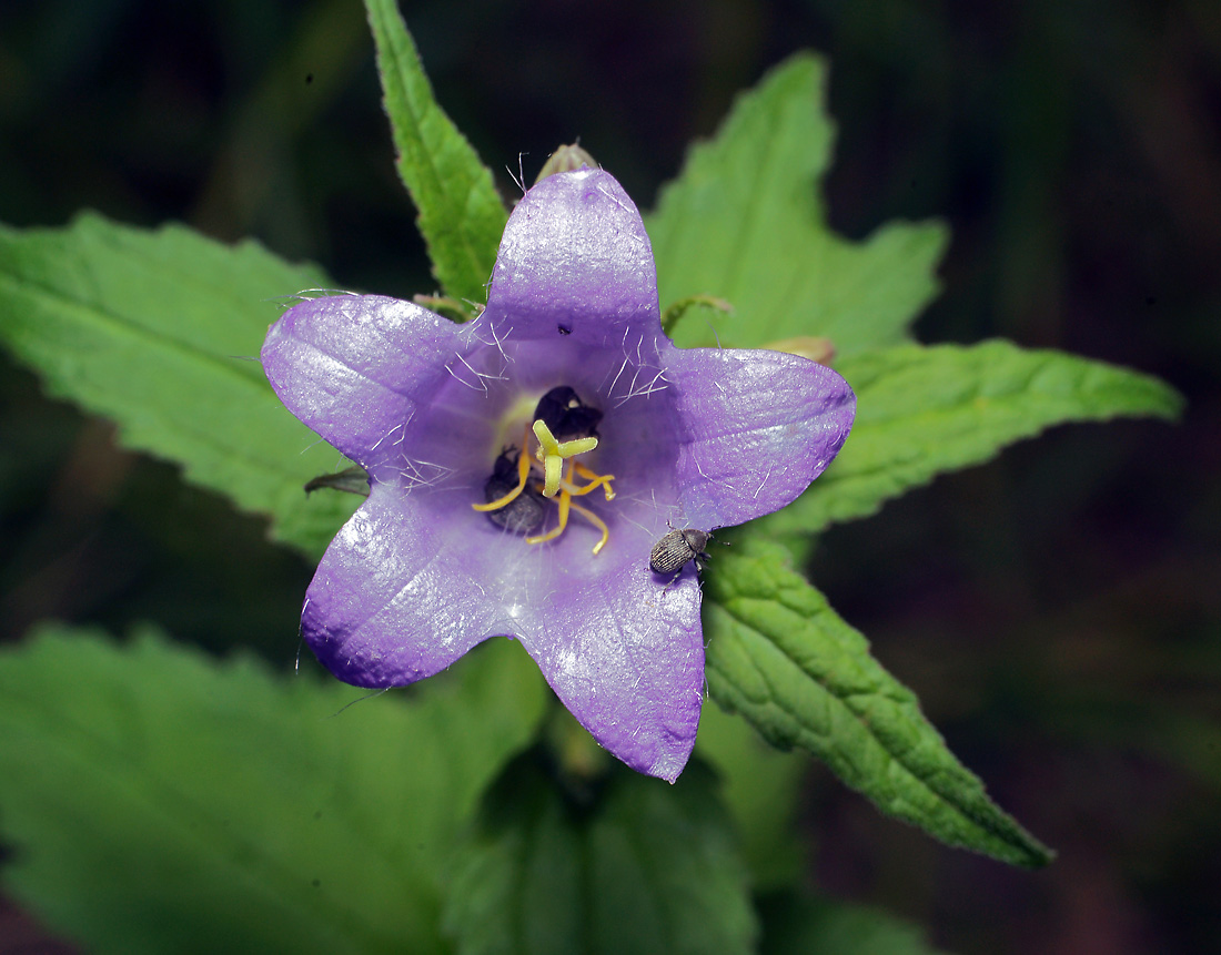 Изображение особи Campanula trachelium.