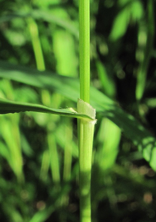 Image of Brachypodium pinnatum specimen.