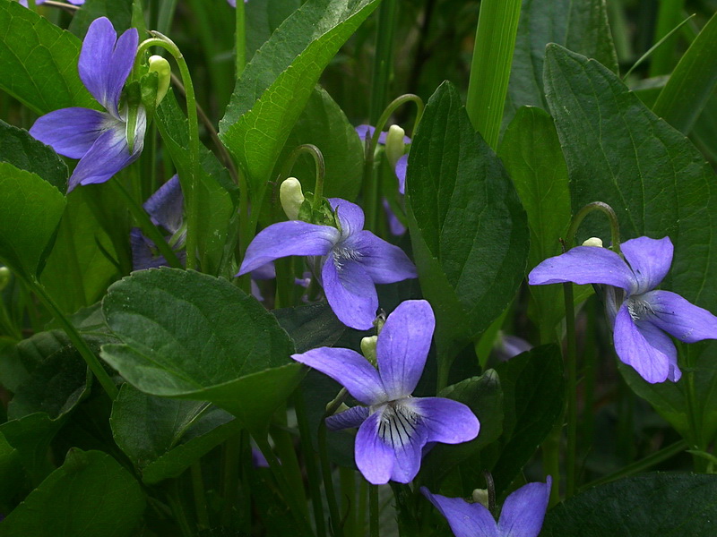 Image of Viola canina specimen.