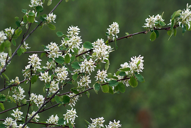 Image of Amelanchier ovalis specimen.