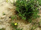 Asteriscus graveolens. Цветущее растение (на переднем план и слева - Senecio glaucus ssp. coronopifolius). Израиль, нагорье Негев, г. Мицпе Рамон, ботанический участок живого уголка \"Рамон хай\". 13.03.2010.