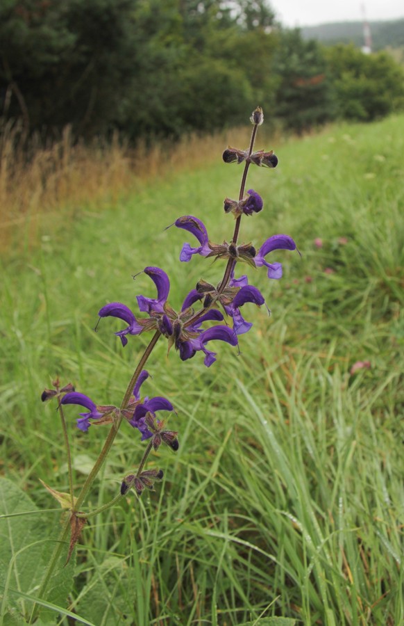 Image of Salvia pratensis specimen.