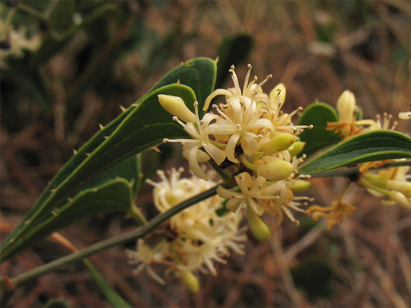 Image of Smilax aspera specimen.