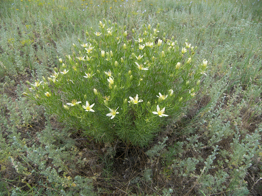 Image of Peganum harmala specimen.