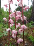 Pyrola incarnata