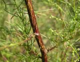 Artemisia scoparia