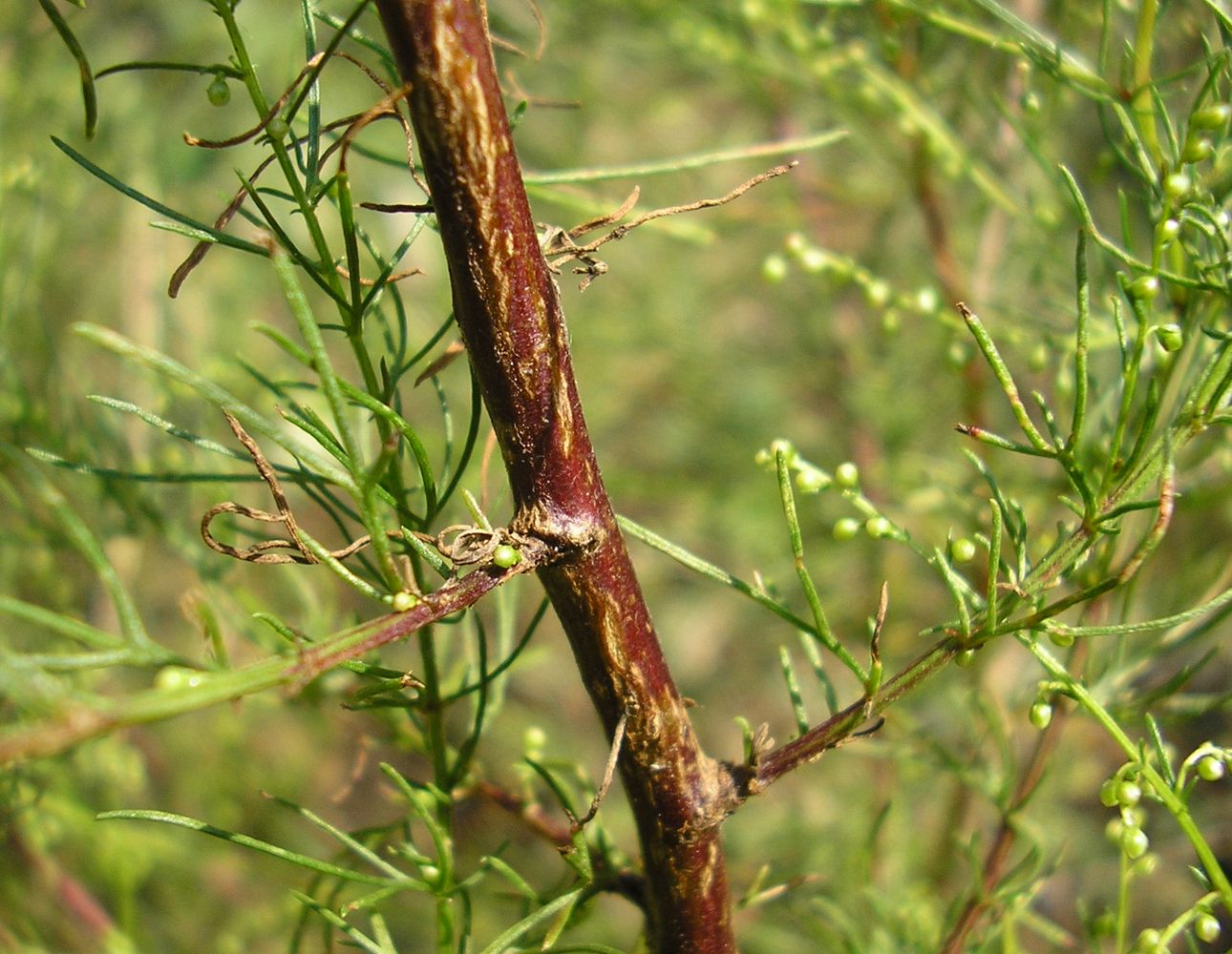 Изображение особи Artemisia scoparia.