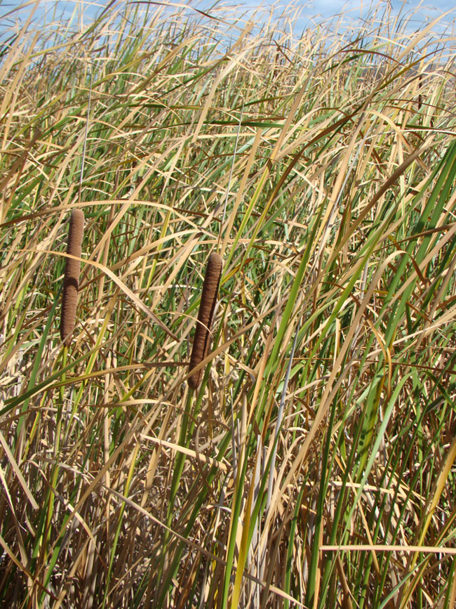 Image of Typha angustifolia specimen.