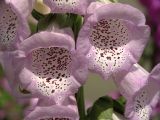 Digitalis purpurea