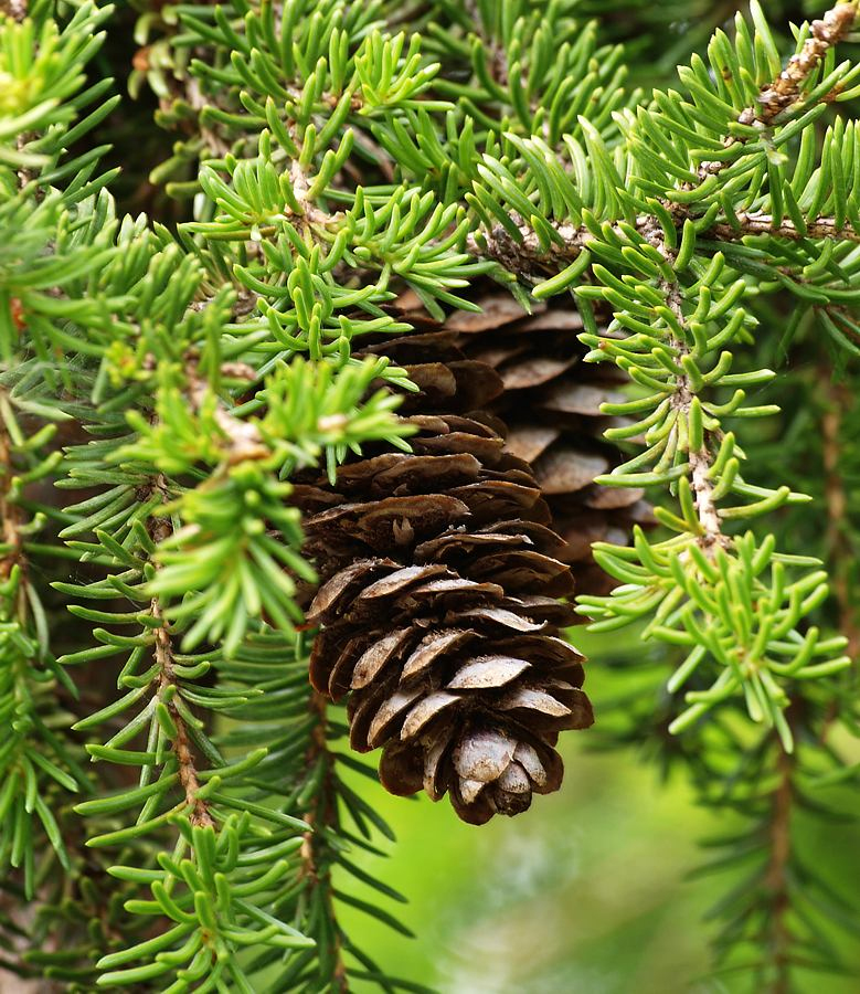 Image of Picea &times; fennica specimen.