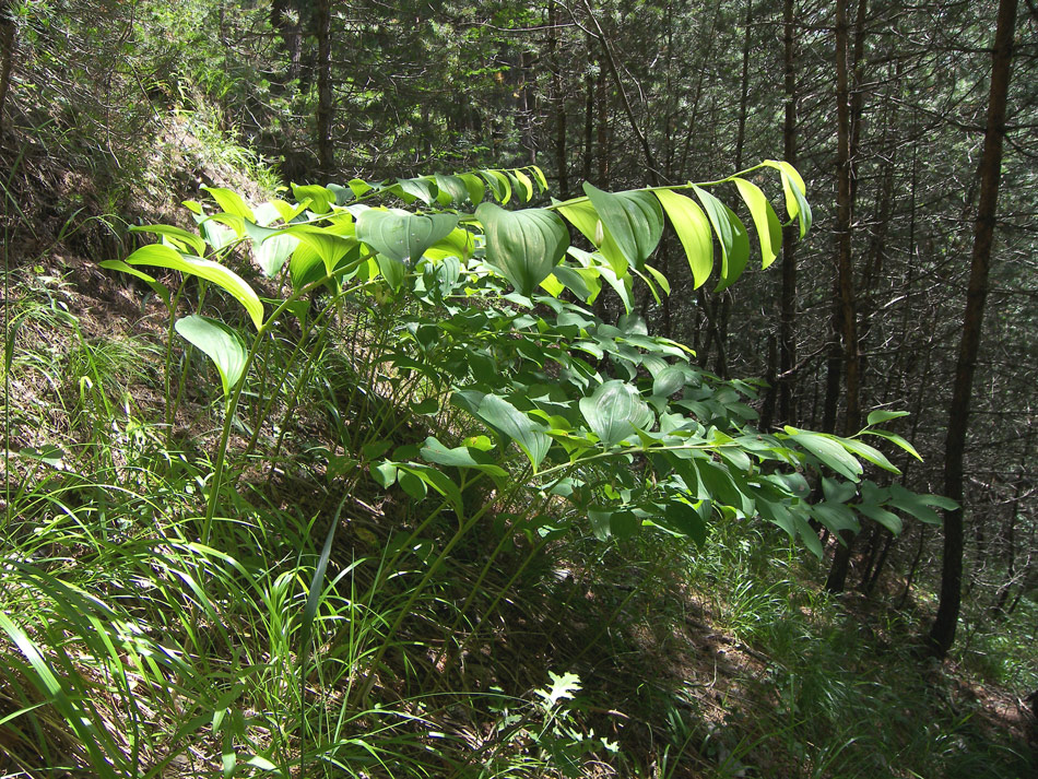 Image of Polygonatum glaberrimum specimen.