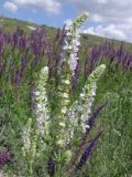 Salvia tesquicola