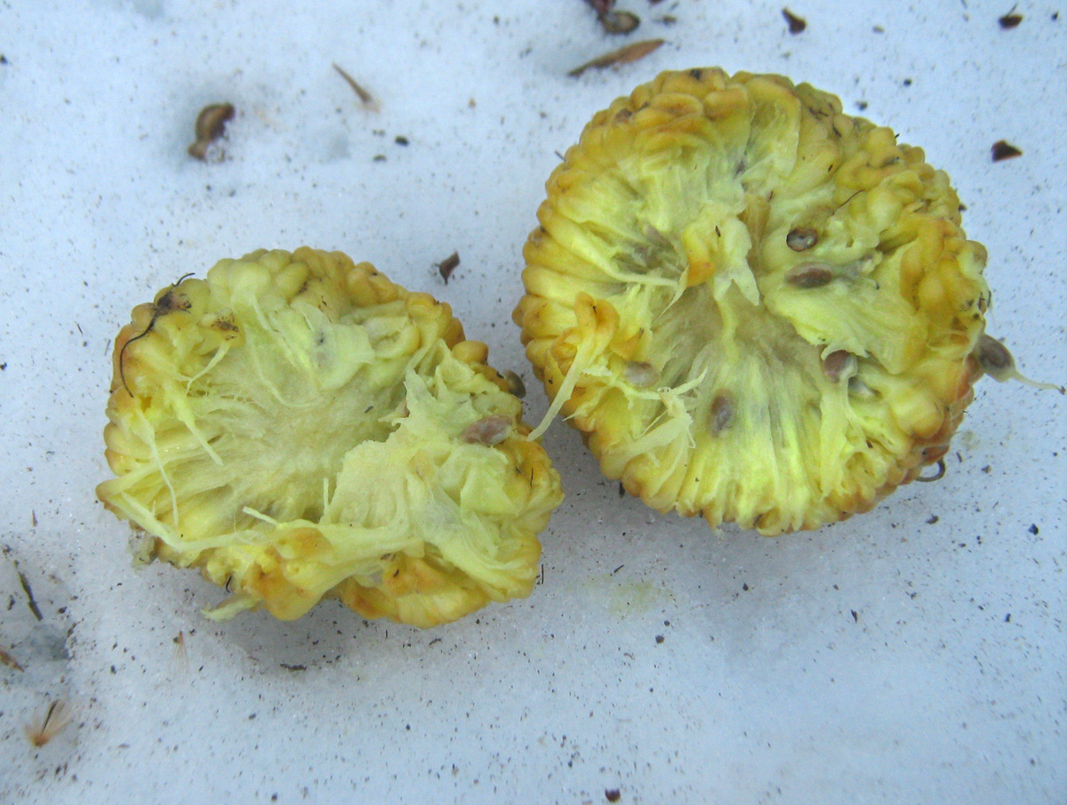 Изображение особи Maclura pomifera.