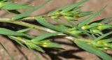 Linum strictum ssp. spicatum