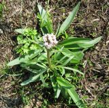 Valeriana tuberosa