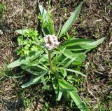 Valeriana tuberosa