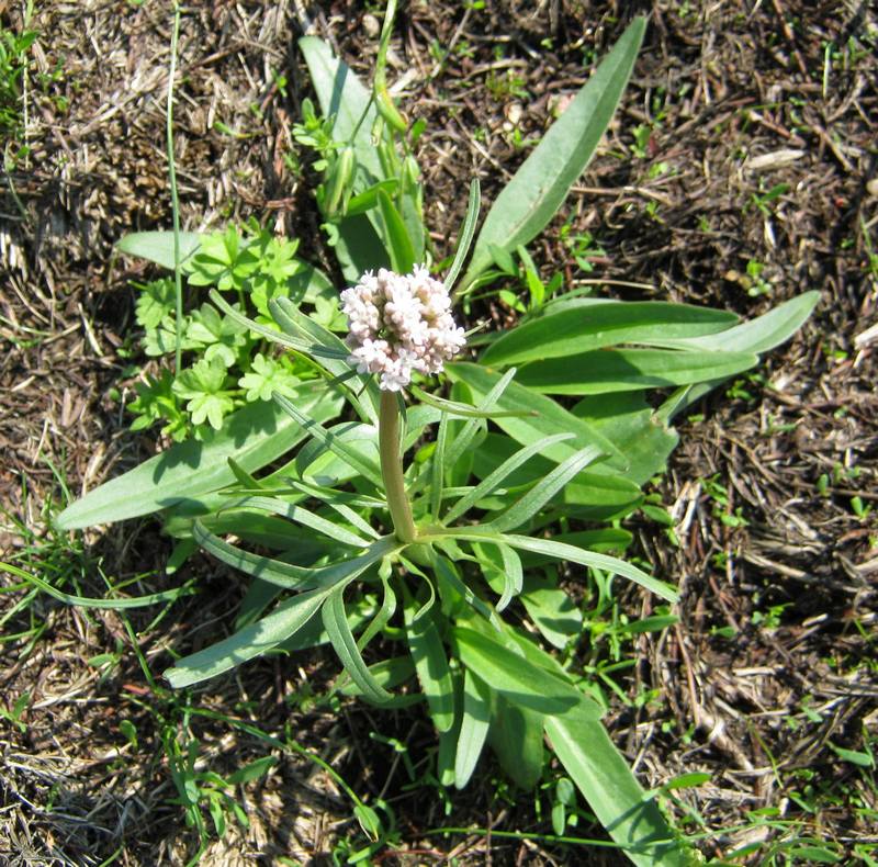 Изображение особи Valeriana tuberosa.