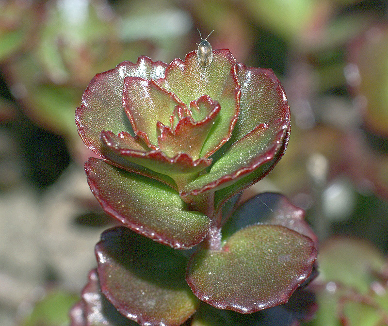 Изображение особи Sedum spurium.