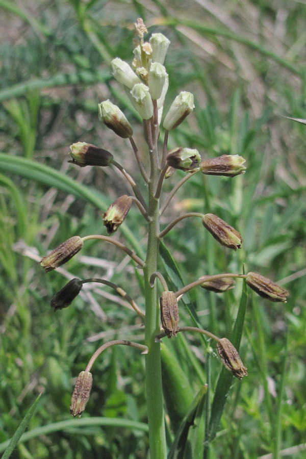 Image of Bellevalia sarmatica specimen.