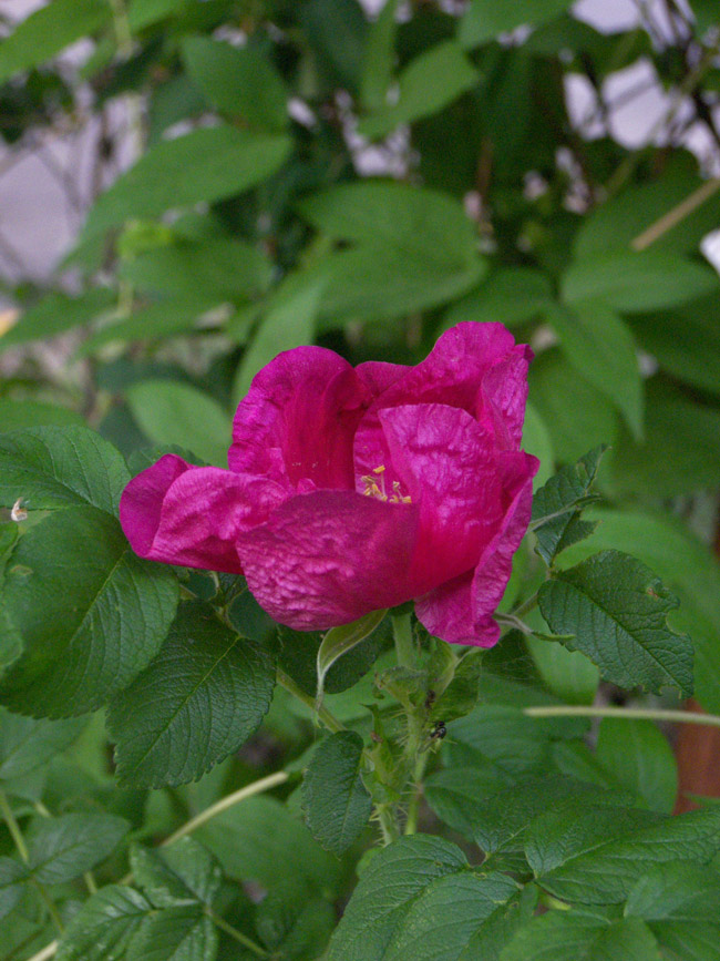 Image of Rosa rugosa specimen.