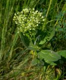 Cardaria draba