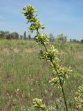 Silene artemisetorum