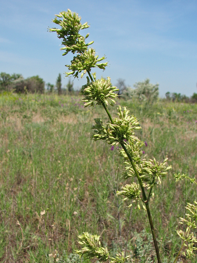 Image of Silene artemisetorum specimen.