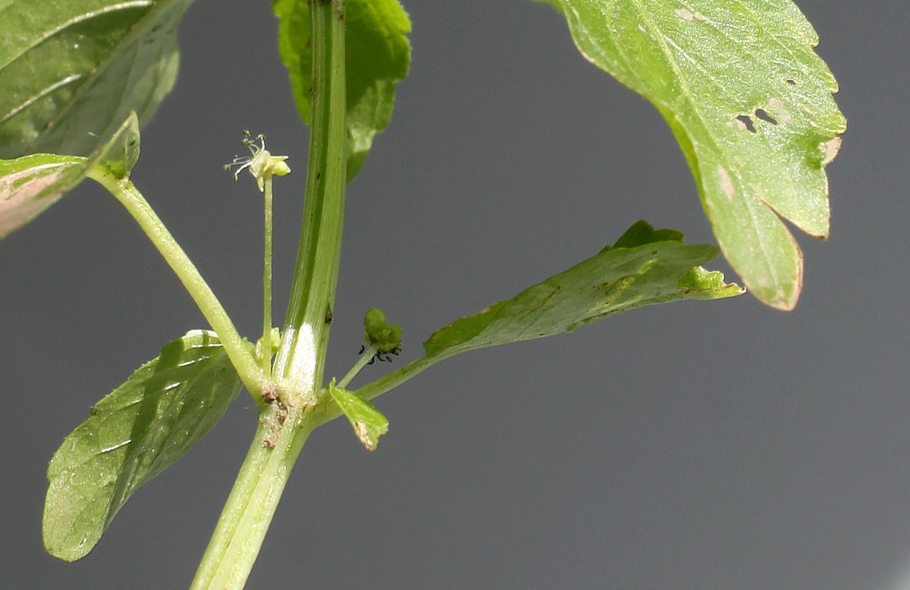 Изображение особи Mercurialis annua.