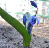 Scilla siberica. Растение с цветком и бутонами. Курская обл., г. Железногорск, в культуре. 7 апреля 2009 г.