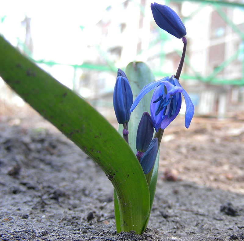 Image of Scilla siberica specimen.