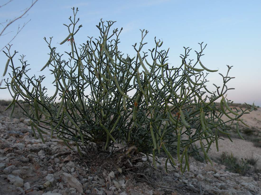 Image of Zygophyllum turcomanicum specimen.