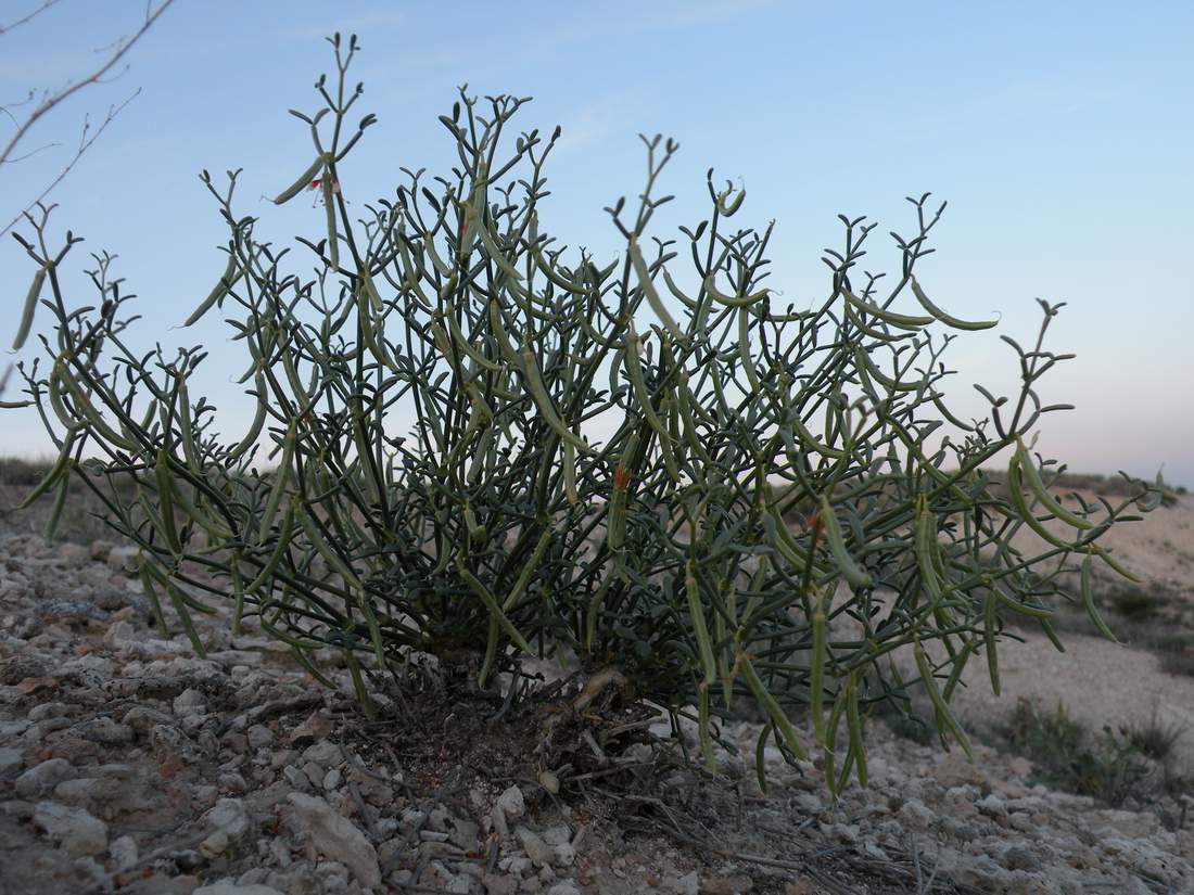 Изображение особи Zygophyllum turcomanicum.