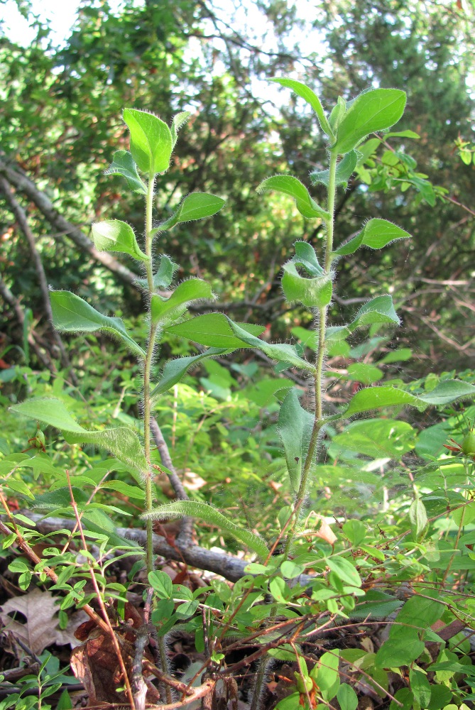 Image of genus Hieracium specimen.