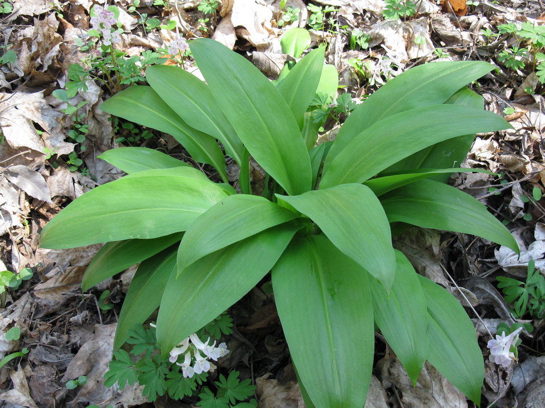 Изображение особи Allium ursinum.