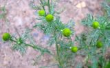 Matricaria discoidea