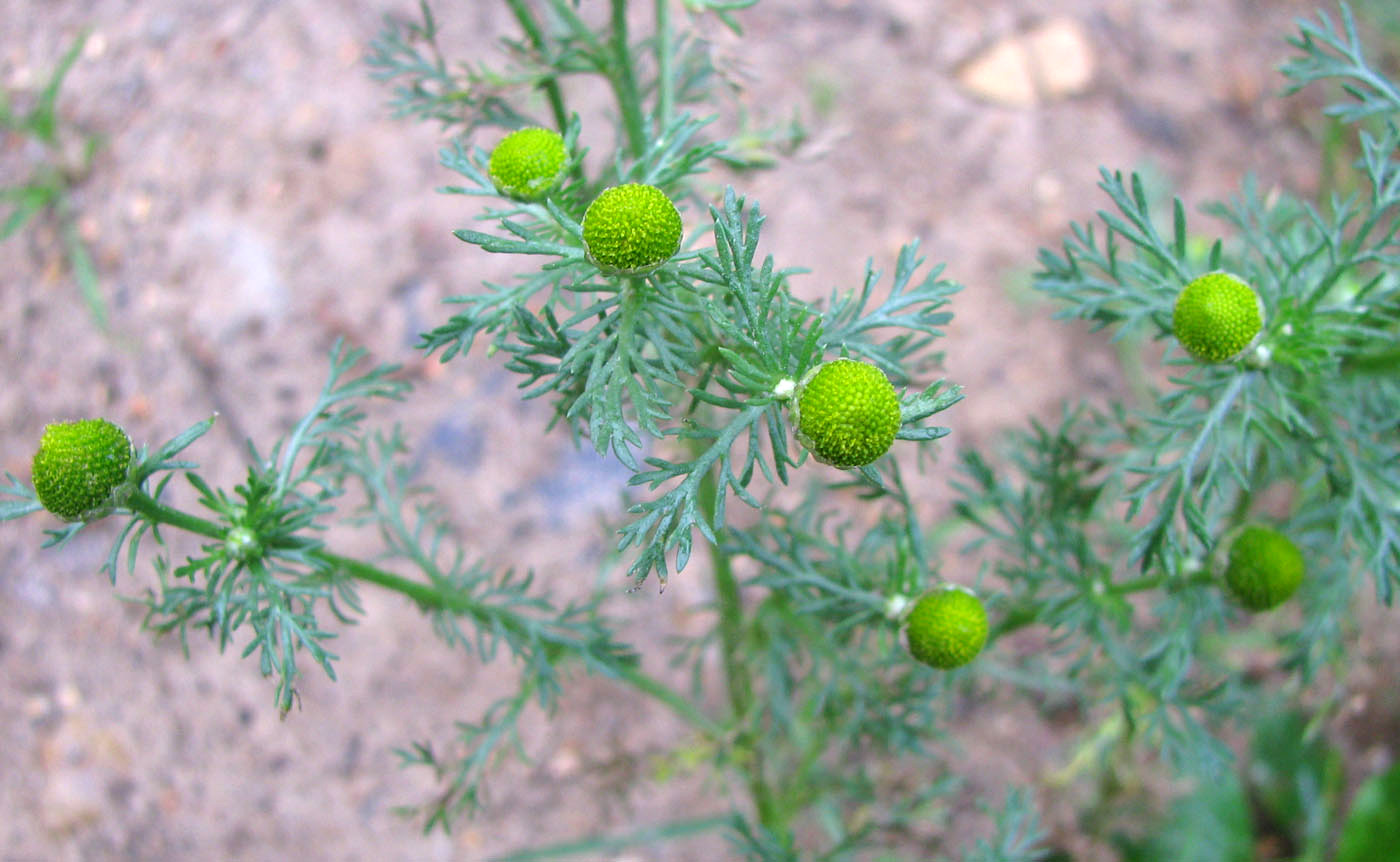 Image of Matricaria discoidea specimen.