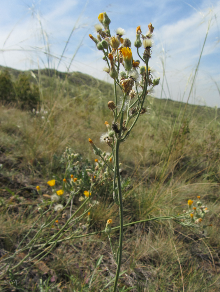 Image of genus Pilosella specimen.