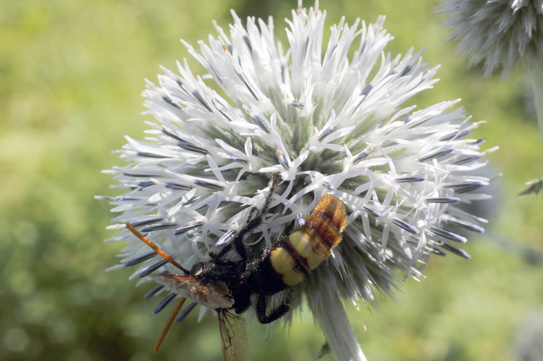 Изображение особи Echinops sphaerocephalus.