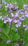 Chorispora tenella