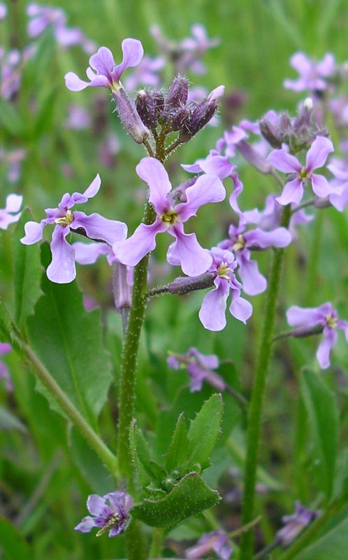 Image of Chorispora tenella specimen.