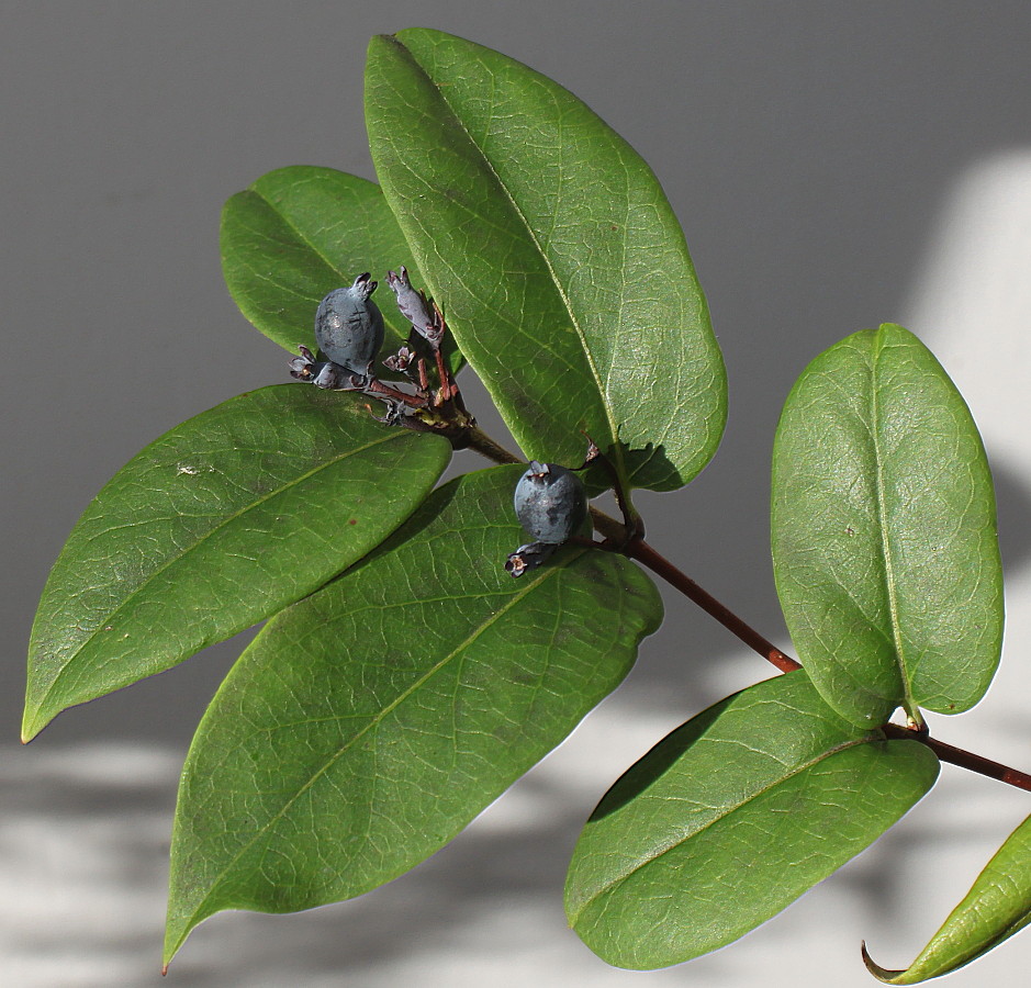 Image of Lonicera acuminata specimen.